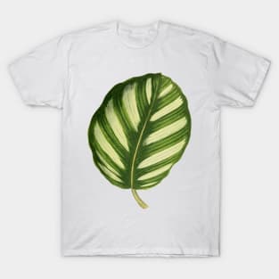 Calathea fasciata - Rothschild T-Shirt